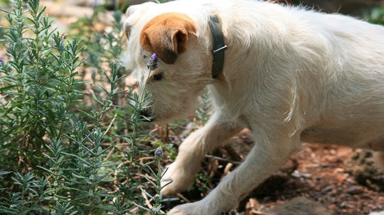 How to Make Homemade Dog Repellent