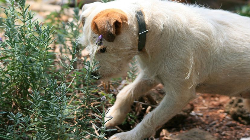 Dog shop repelling plants