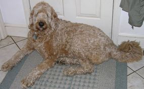 一个F1 Labradoodle(第一代)”border=