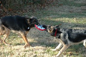 These German Shepherds exhibit playful, puppy-like behavior in a game of tug o' war.