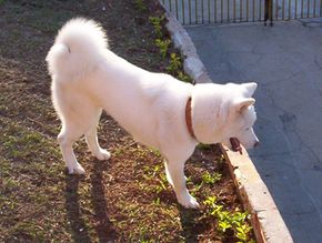 一个白色秋田犬、日本秋田犬”border=