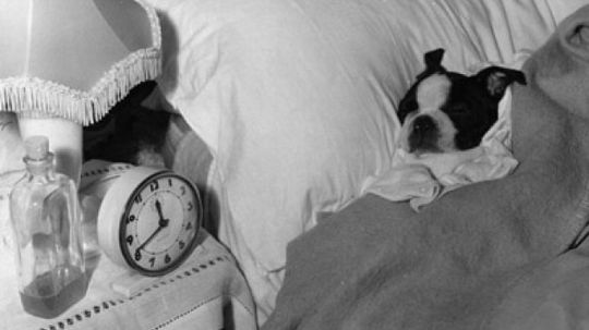 How do dogs perceive time?