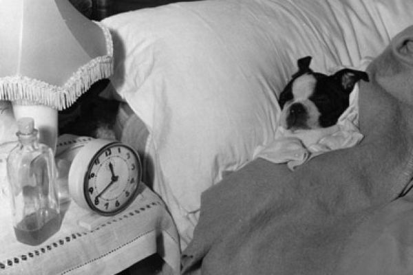 dog wakes up in bed next to alarm clock