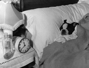 dog wakes up in bed next to alarm clock