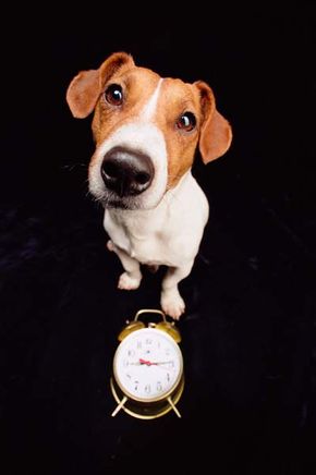 alarm clock next to dog