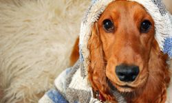 Your pup's fur may not be enough protection against frigid temperatures. See more pet pictures.