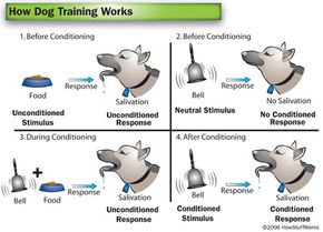 Clicker Training For Dogs: 3 Best Clickers & How It Works