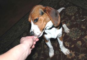 Many people prefer to use treats as reinforcers when training.