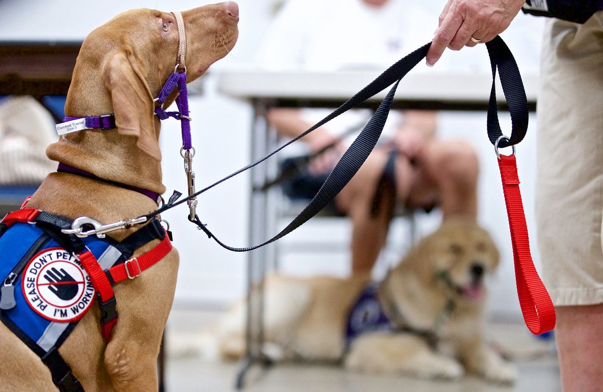 The Ultimate Dog Training Quiz HowStuffWorks