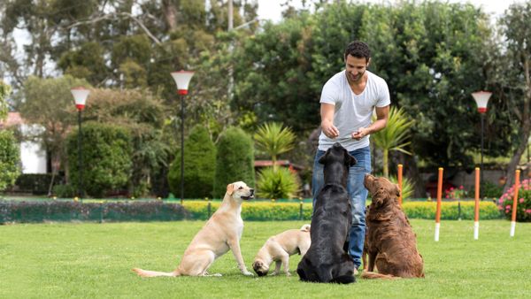 Happy man training dogs at the park and giving them treats