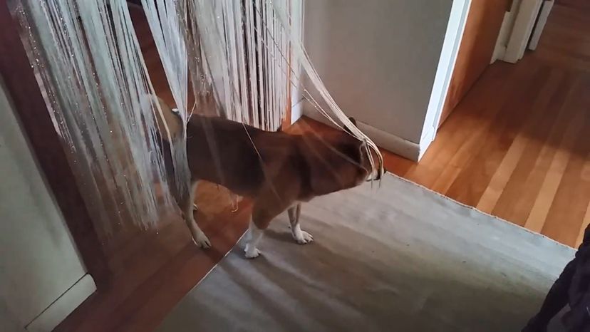 dog trancing
