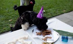 Cappy, the brother of Obama family dog, Bo, eats treats at a birthday celebration for Bo in the Rose Garden of the White House. See more dog pictures.