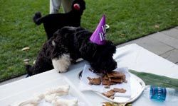 Cappy, Bo, White House, treats