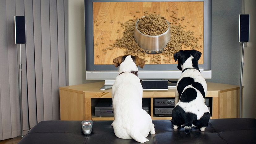 dogs watching TV