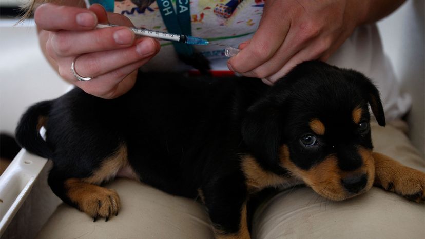 what vaccines are legally required for dogs