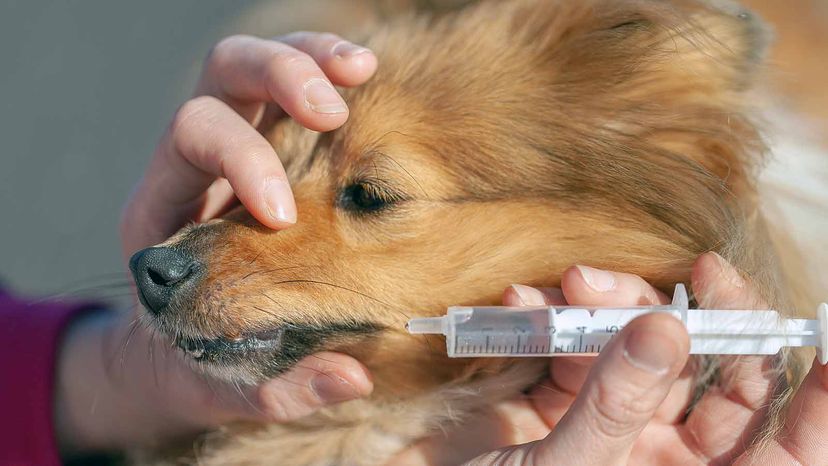 giving dog peroxide