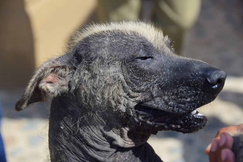 Dog with&nbsp;sarcoptic mange