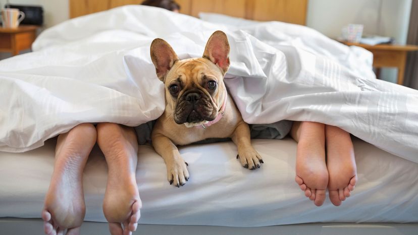 What's the sleep quality like when a pooch shares the bed? Robert Daly/Getty Images