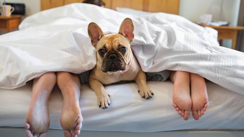 People who sleep shop with their dogs