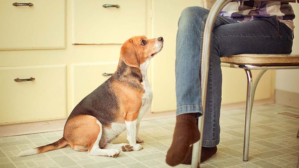 10 Foods That Are Bad for Dogs