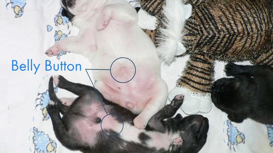 Do Dogs Have Belly Buttons?