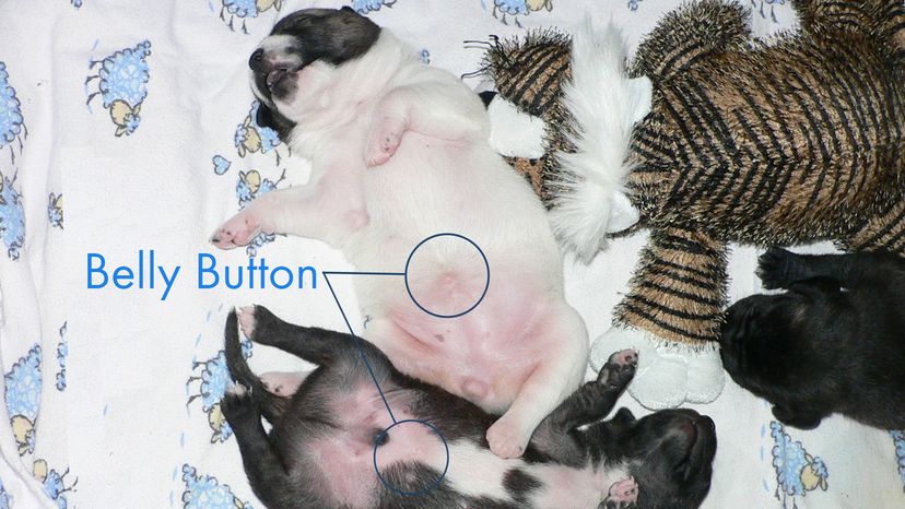 puppy bellies