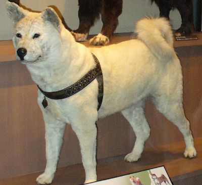 The remains of Hachiko