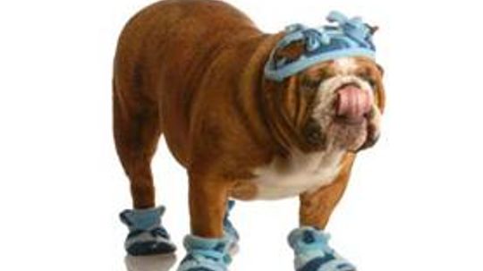 Does Your Dog Need Boots? DIY Dog Booties! (with Pattern and Video)