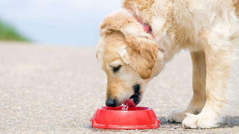 Golden Retriever drinking water