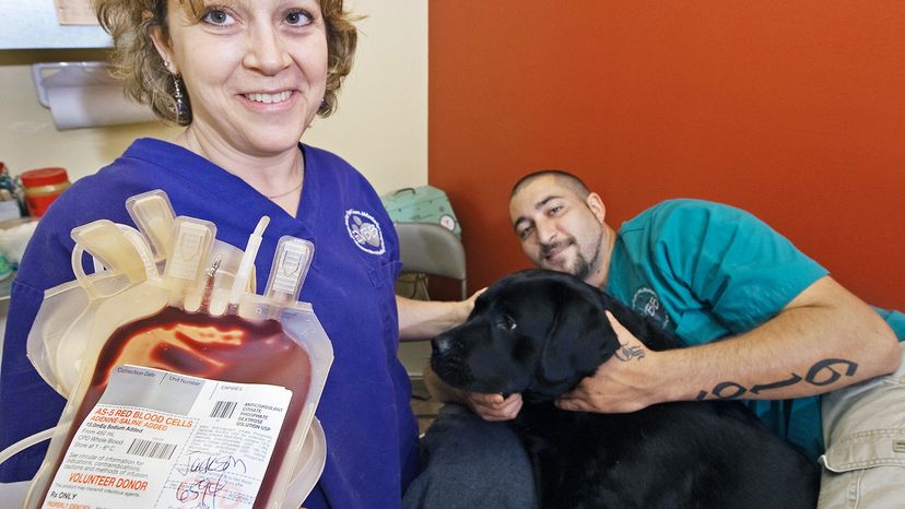 dogs donating blood
