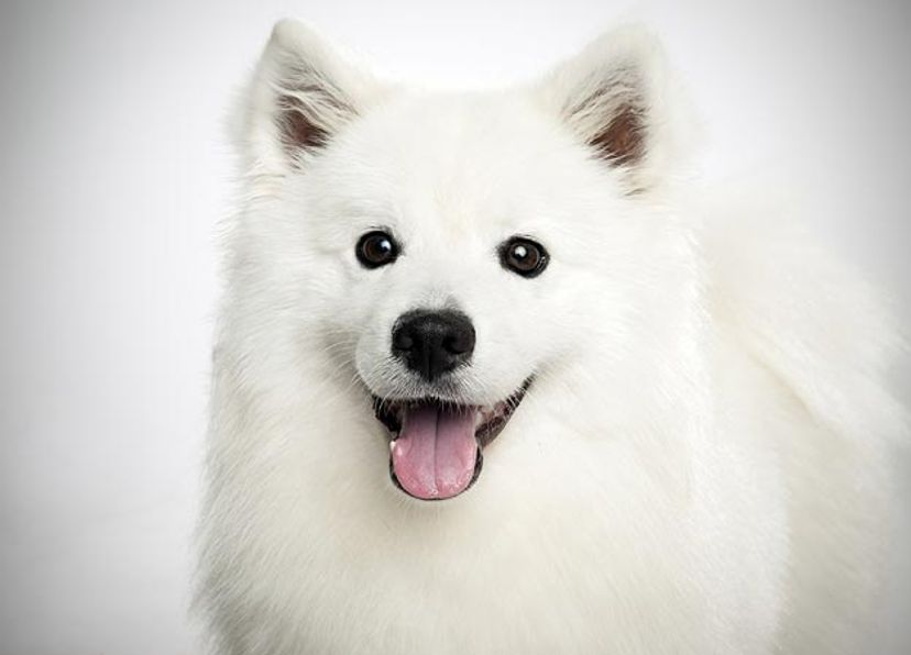 American Eskimo Dog (Standard)
The American Eskimo is bright, eager to please, lively and fun-loving Ã¢â‚¬â€ in short, an enjoyable and generally obedient companion. Learn more about the American Eskimo dog. Visit our Dog Breed Selector!
