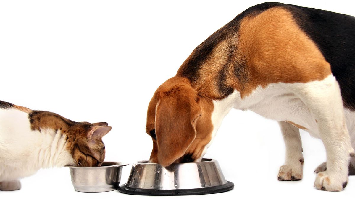 can you feed kittens dog food