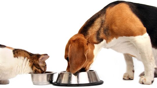Can I Feed My Dog Cat Food in a Pinch?