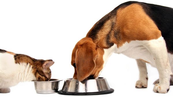 cat and dog eating