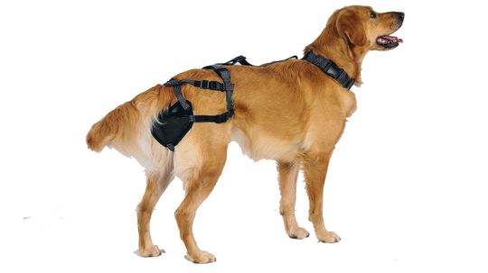 Dog Chastity Belts: The Unusual Alternative to Spaying and Neutering