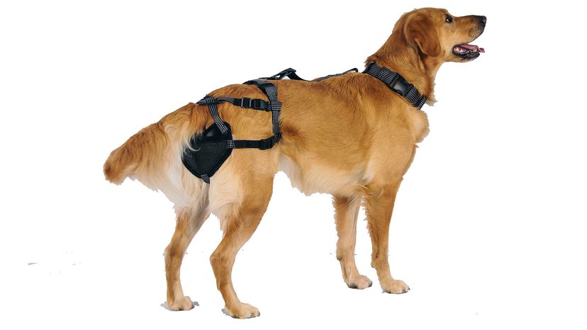 dog chastity belt