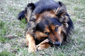 What to do if dog ate chicken outlet bones