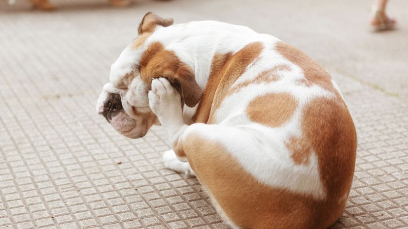 how to treat a dog with itchy ears