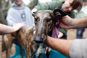 Greyhound Dreamboat, a retired greyhound from a track outside Tijuana, Mexico, gets a bath from a greyhound adoption group. Public health authorities believe that canine influenza originated at a Florida greyhound racetrack.