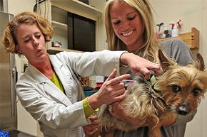 An Australian silky terrier named Zoey get a canine flu shot from veterinarian Sarah Hormuth on April 15, 2015.