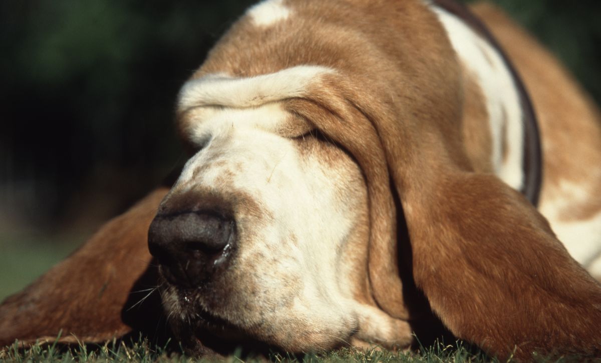 basset hound is ill with respiratory signs