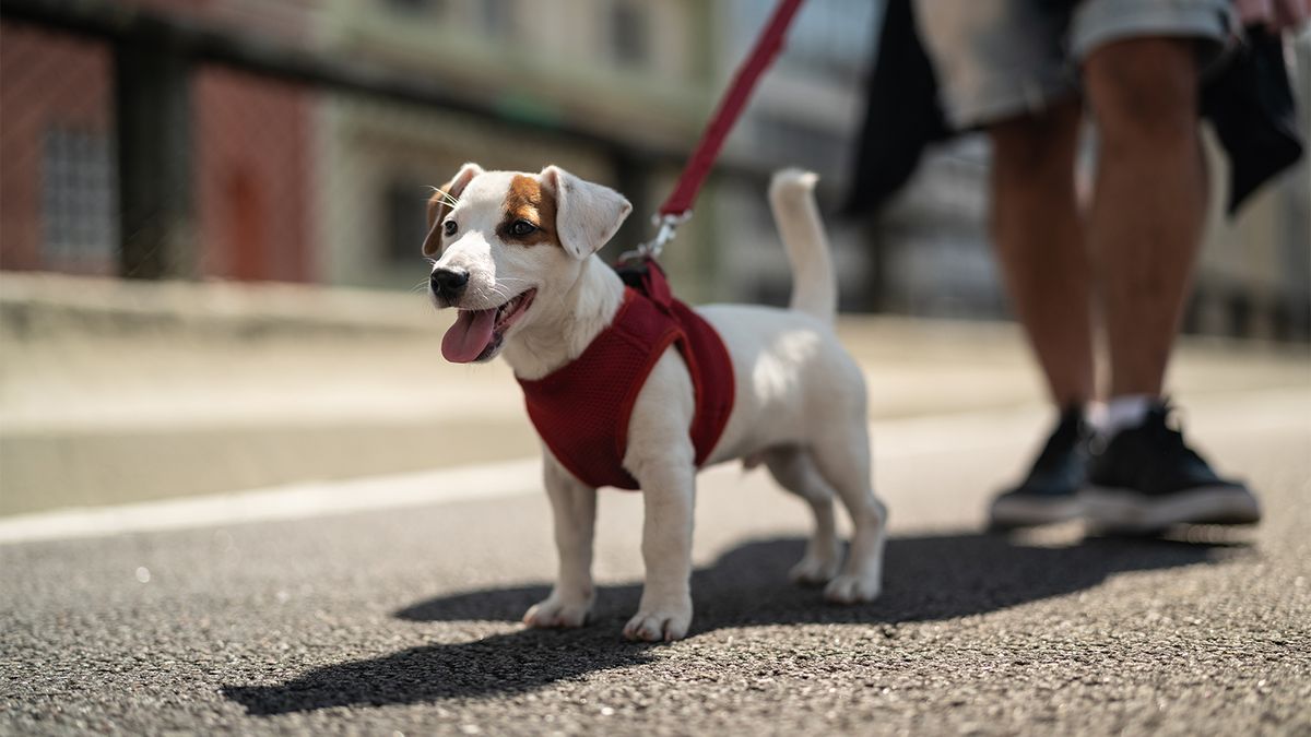 How to put on a lead leash sale