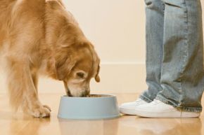 Check your dog's weight frequently to make sure he's getting the right amount of food.