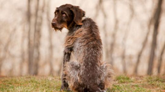 Can dogs get the hiccups?