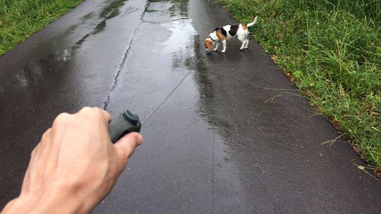 Get Rid of Your Retractable Dog Leash, Stat!