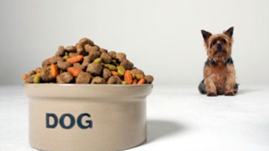 How important is protein in a dog's diet?