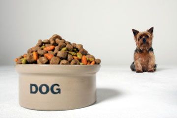 Dog looking at food dish