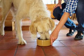 Dog being fed by owner