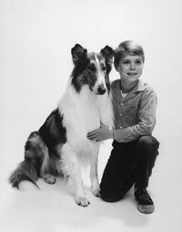 宝贝（Baby），在电视节目中扮演犬类英雄拉西（Lassie）的角色，并在1959年的宣传照片中演员乔恩·普罗斯特（Jon Provost）。“width=