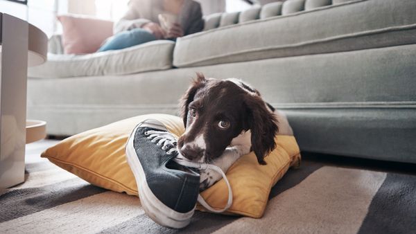 Pets: canine snuggles on sofa.